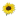 :FMsunflower: