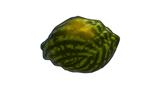 Ripe Watermelon