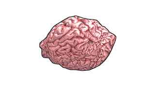 Fresh Brain