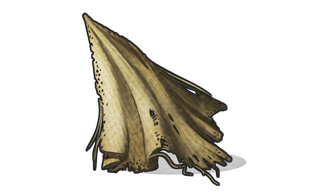 Cloth