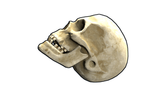 Skull