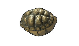 Tortoise Rock