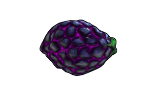 Blackberry Rock