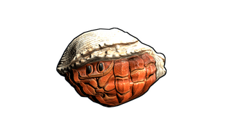 Hermit Crab Rock