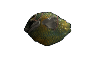 Fish Rock